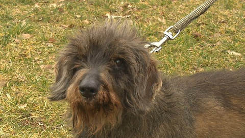 Chcete mě? - Chcete je?