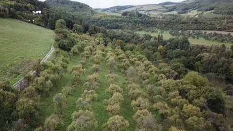 Nedej se! - Sad jako organismus