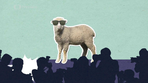 To je něco! - Proč stříháme ovce?