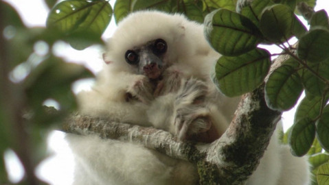 Dobrodružství vědy a techniky - Lemuři v nouzi - poslední sifakové bílí