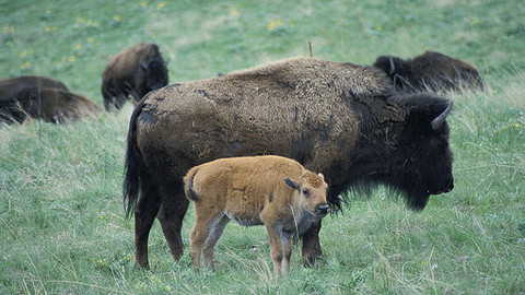 Můj mazlíček - 7/26 Jeremiah a jeho bizon