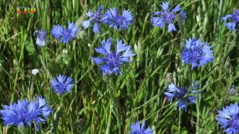 Živý svět: Kvítí - Chrpa