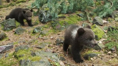 Méďové na cestách - 2/43 Plzeňsko