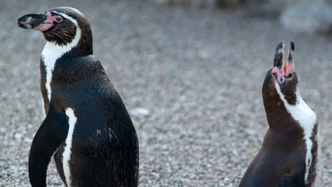 Tučňáci – život z blízka - 3/3 Dospívání