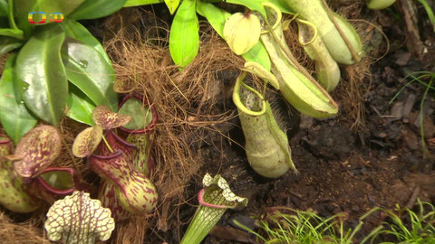 Zprávičky - 25. června