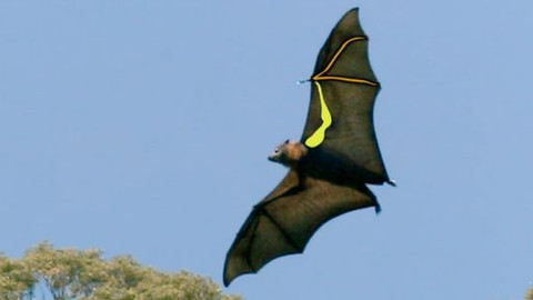 Hvězdy zvířecí říše - 18/32 Nejlepší letec mezi savci