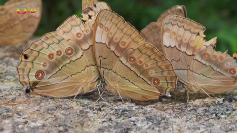 Zprávičky - 29. května 2024