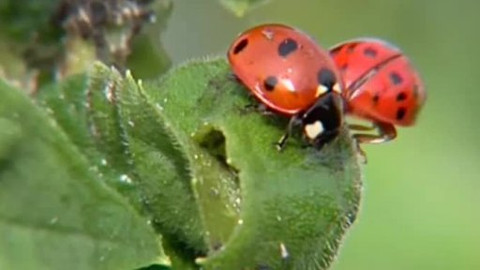 Kapitolky o havěti - 5/10 Slunéčko