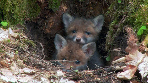 Pohádky pro štěňátka - 4/13 O zatoulaném liščátku
