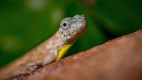 Planeta Země - 3/6 Džungle