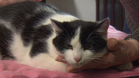 Chcete mě? - Chcete je?