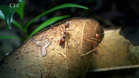 Dobrodružství vědy a techniky - Termiti
