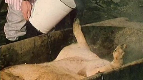 Bakaláři - Zabijačka