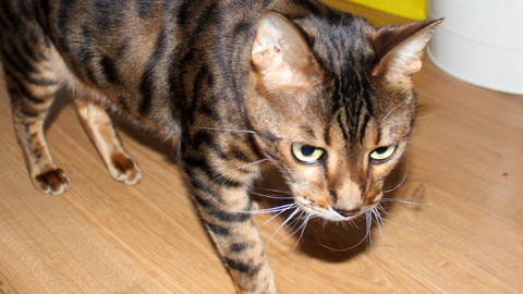 Kočka není pes - Útočný Max a neposlušní Denny a Dendy