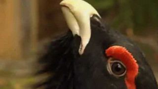 Dejme šanci tetřevům