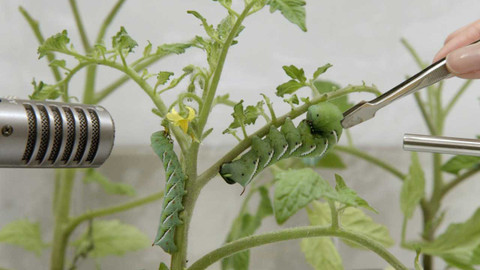 Zvuky přírody - 3/3 Záhada bezhlasého křiku