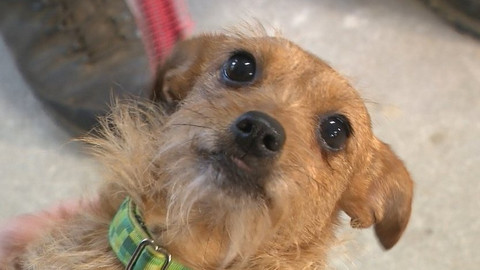 Chcete mě? - Chcete je?