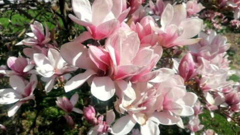 Kvarteto - Co pěstujeme na střechách a balkonech městských domů