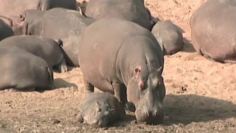 Cestou i necestou - 14/26 Sabelo z Krugerova národního parku