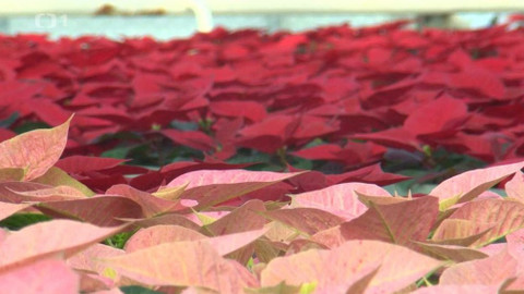 Týden v regionech (Ostrava) - 24. listopadu 2018