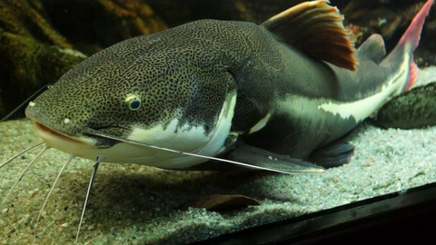 Tamtam - 20. července 2024