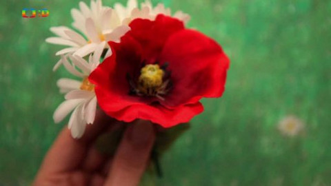 Živý svět: Kvítí - Kopretina