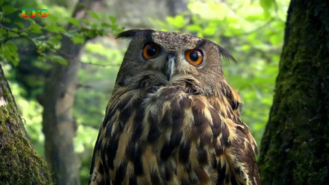 Terčin zvířecí svět - 14. února 2020