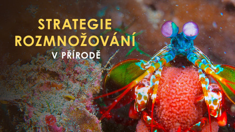 Strategie rozmnožování v přírodě