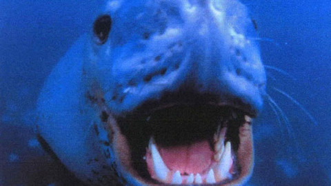 Svět vodní divočiny - 6/9 Nebezpeční zabijáci v Antarktidě