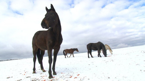 Chcete mě? - 15. března 2020