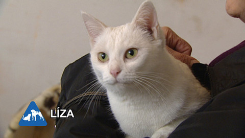 Chcete mě? - Chcete je?