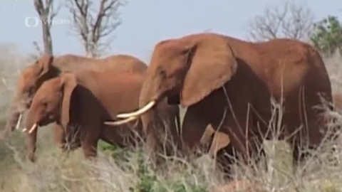 Dětská encyklopedie světa - 11/21 Slon