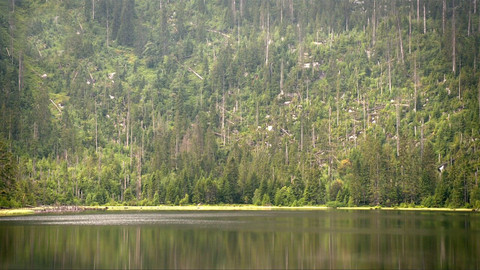 Nedej se! - Hrdinové pralesa