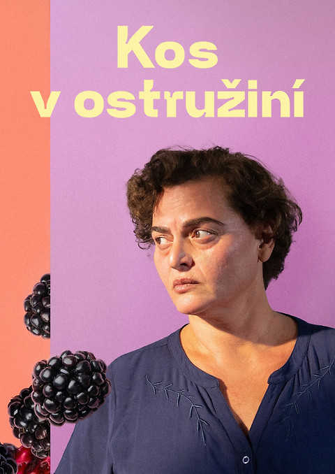 Kos v ostružiní