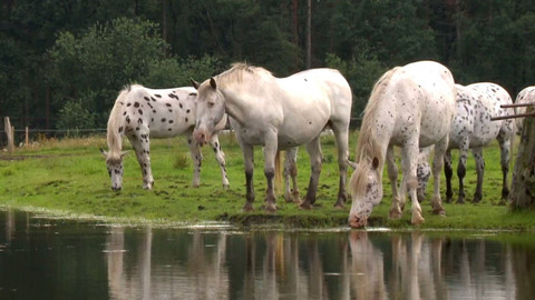 Dobrodružství vědy a techniky - Láska ke koni skvrnitému jako leopard