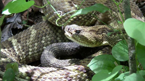 Dobrodružství vědy a techniky - Jedovatí hadi Bolívie