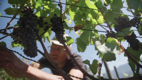 Dobrodružství vědy a techniky - Šlapání hroznů se potkává s umělou inteligencí