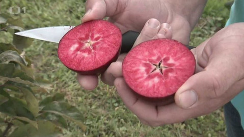 Hobby naší doby - Letní speciál