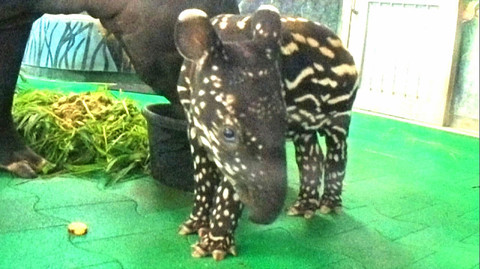 Příběhy zvířecích miminek - Epizoda 25/28