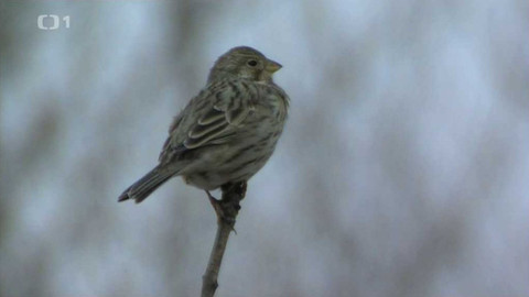 Živé srdce Evropy - Strnad luční
