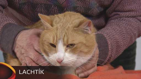 Chcete mě? - Chcete je?