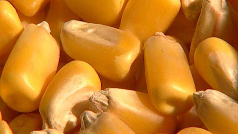 Popularis - 6. února 2003