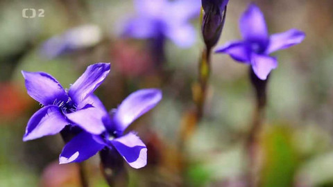 Minuty z Krkonoš - Příběh modrého hořce