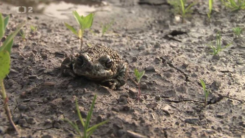Nedej se! - Krásná žába