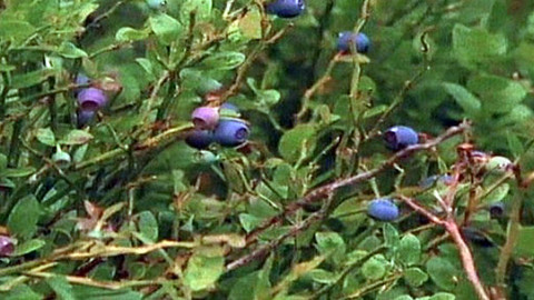 Pod pokličkou - Borůvky i brusinky šup do naší pusinky