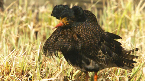 Obdivuhodný svět přírody - Jespák bojovný