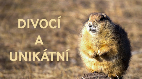 Divocí a unikátní
