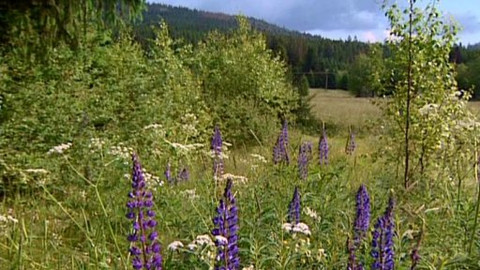 Kapitolky o havěti - 1/10 Louka