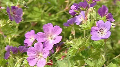 Dobrá rada nad zlato - 24. února 2007