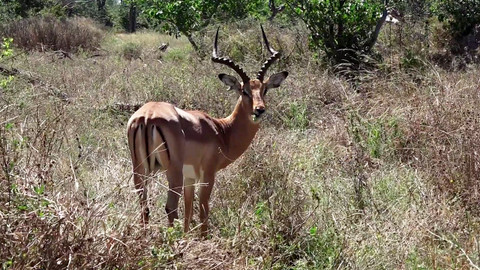Africká abeceda - I – impala
